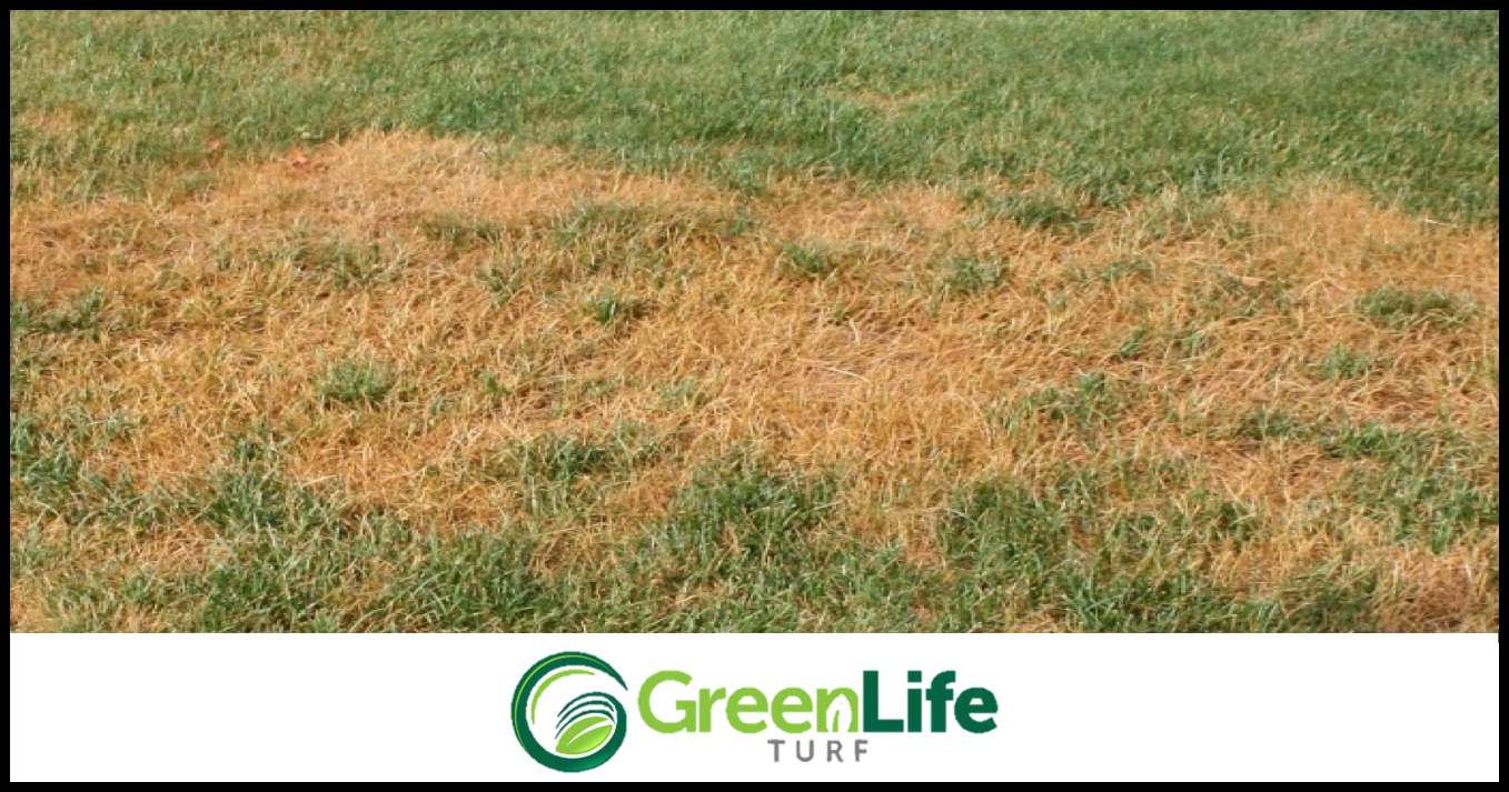 Patchy Lawn? A Sign of Heat Stress!